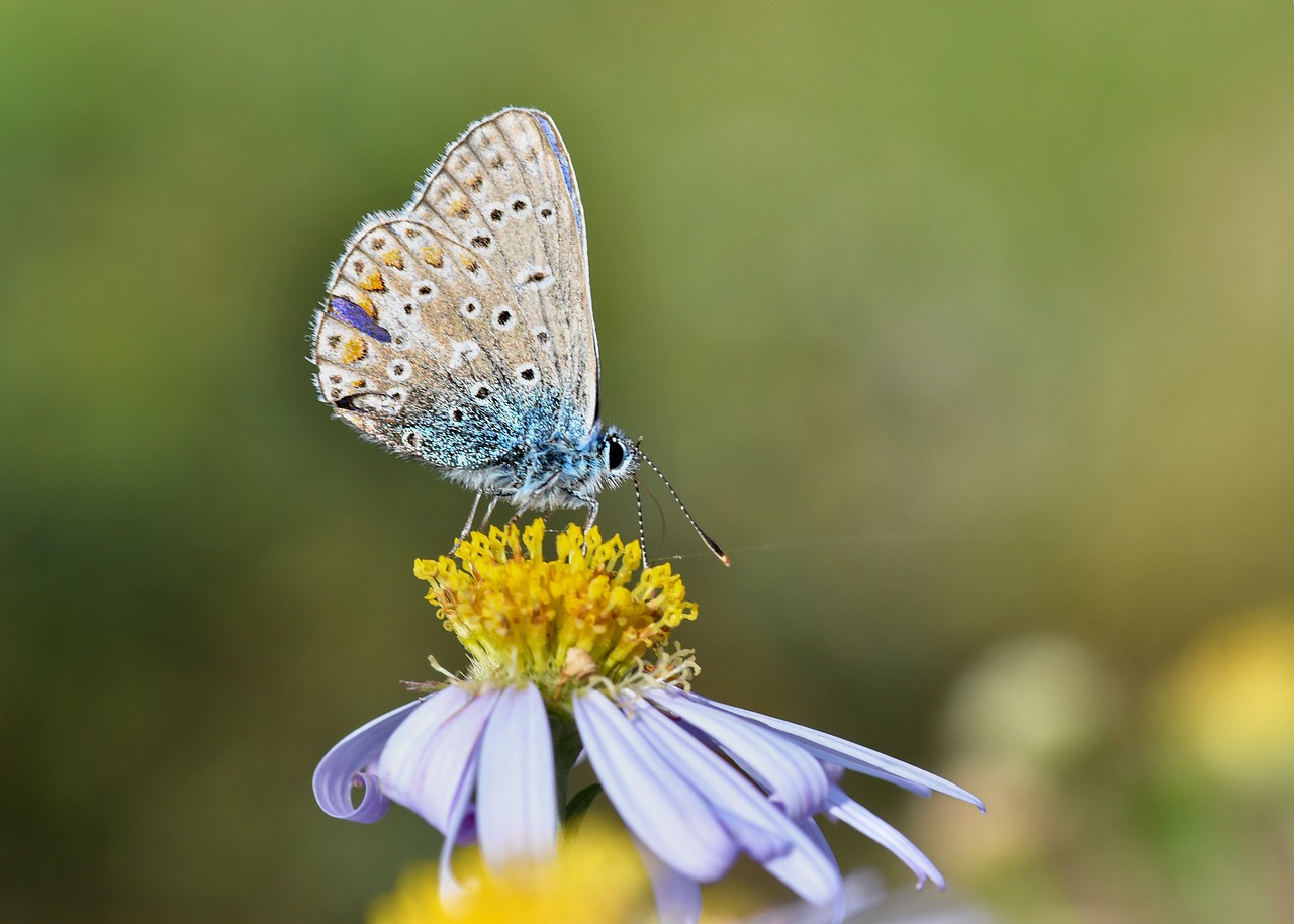 Borboleta bege significado espiritual e presságios