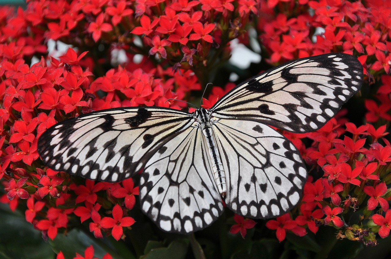 Borboleta branca significado espiritual e mensagens ocultas