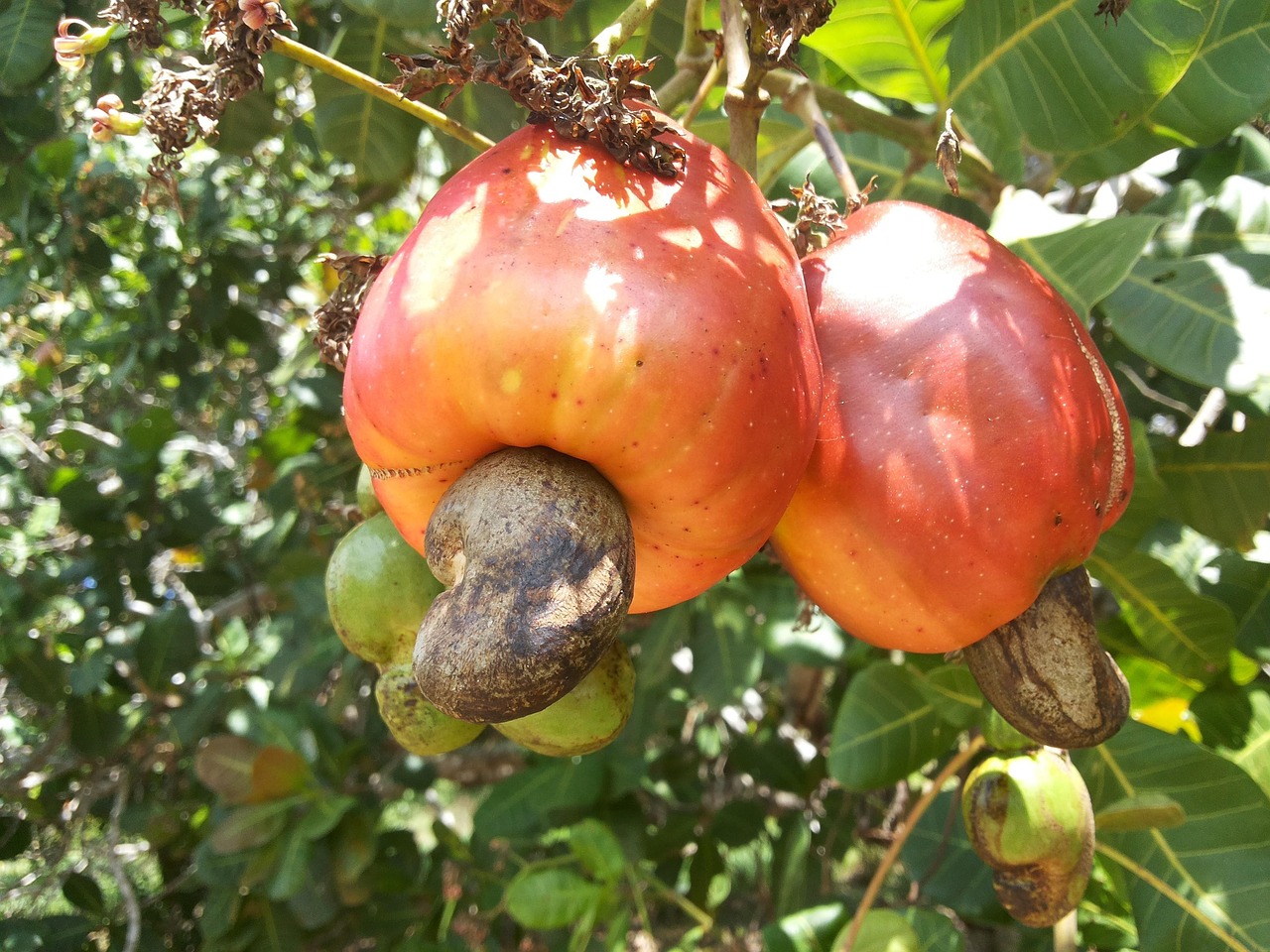 Como fazer castanhas de caju crocantes e bem torradas