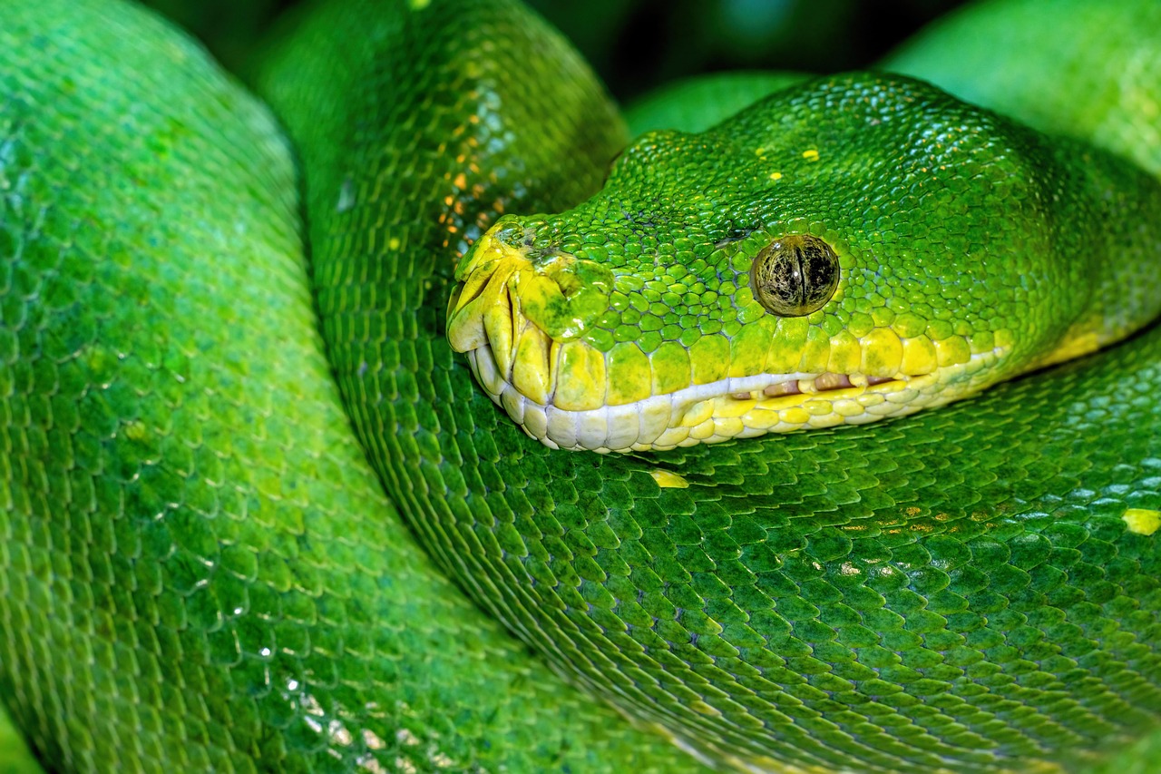 Sonhar com cobra verde picando significado revelado