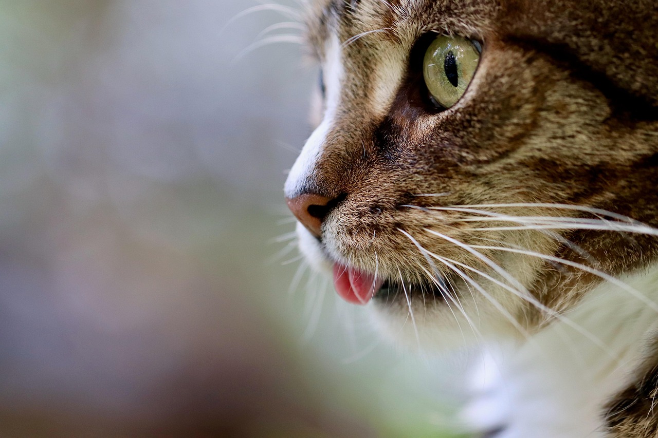 Sonhar com gata parindo mensagens e significados ocultos