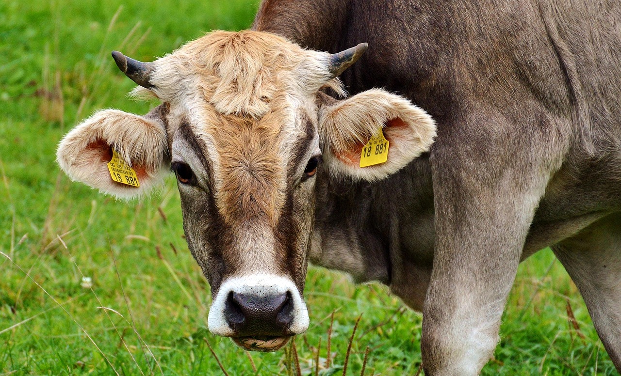 Sonhar com vaca morta qual a mensagem por trás desse sonho