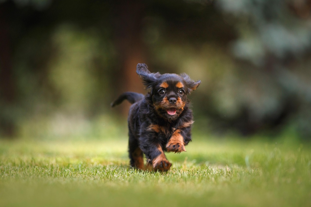 Sonhar que cachorro fugiu significado espiritual e emocional