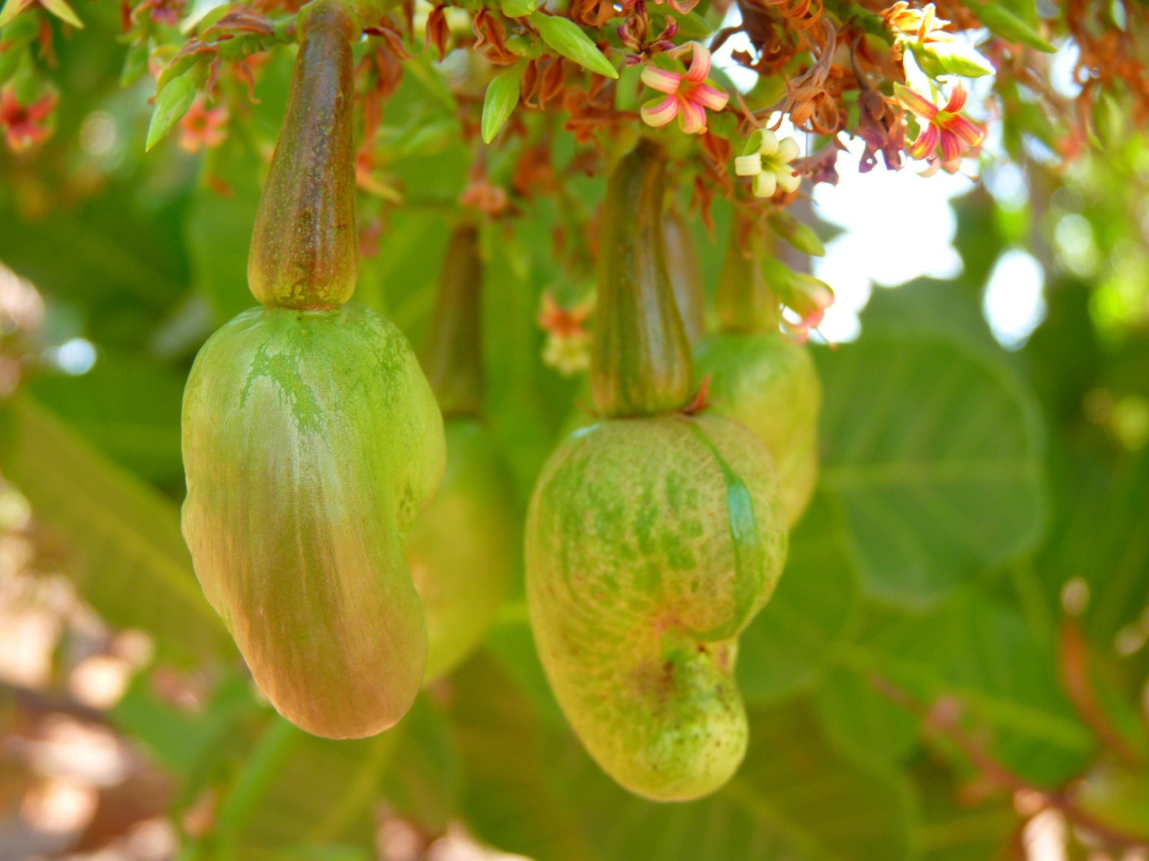 Torrar castanhas de caju em casa sem perder o sabor