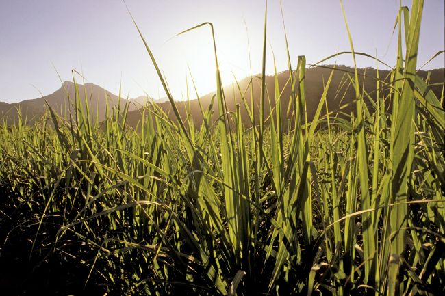 Como Limeira se tornou referência no setor sucroenergético