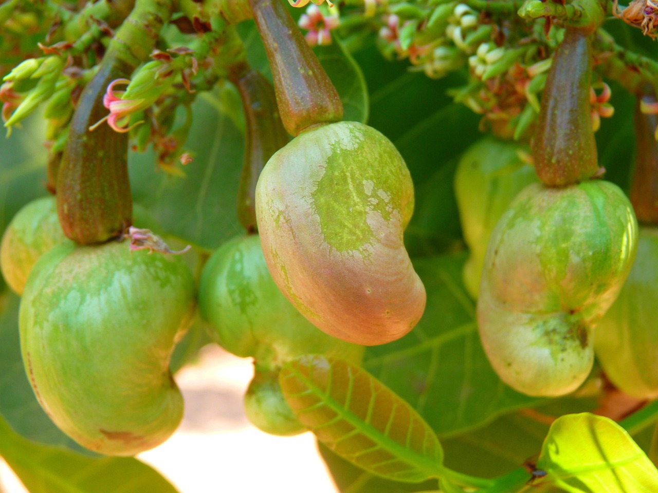 Como fazer castanhas de caju crocantes e bem torradas