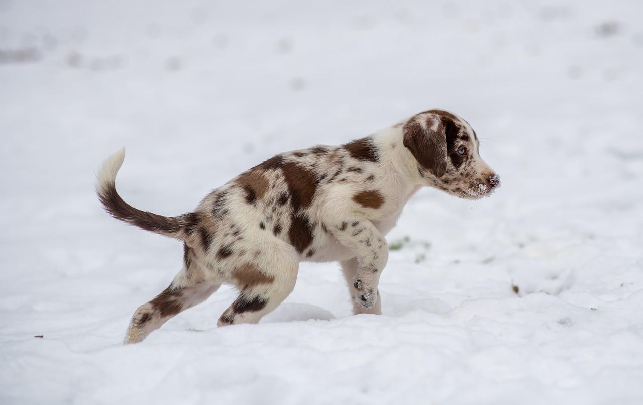 Fotos de verme de cachorro: Como identificar e o que fazer
